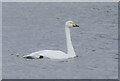 NO5350 : Whooper Swan by Mary Rodgers