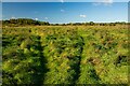 Open scrubland, Swanpool, Lincoln