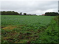 Crop field, Pensthorpe