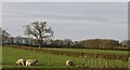 SU0689 : Sheep pasture by N Chadwick