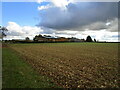 Autumn sown field and The Pines