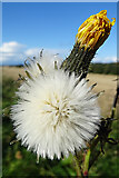 NJ4461 : Corn Sow-thistle (Sonchus arvensis) by Anne Burgess