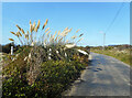 Pampas Grass, Isle of Wight