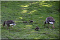 Greylag geese & goslings, Somerhill