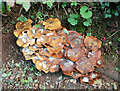 Fungi near Dunston