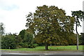 Tree, Bexhill Down