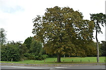 TQ7308 : Tree, Bexhill Down by N Chadwick