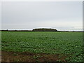 Crop field towards woodland, Dunton Patch