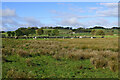 Cattle near Lane Burn