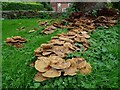 SO7531 : Fungi in a churchyard by Philip Halling