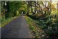 Fallen leaves along Corbally Road