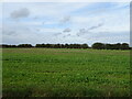 Crop field, West Barsham