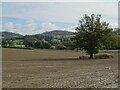SO7336 : Oak tree in an arable field by Philip Halling