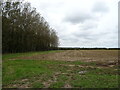 Field and strip of woodland, Long Lane Farm