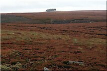 NY8652 : Moorland near Fully Currick by Andrew Curtis
