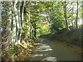 Beech trees along Butcherfield Lane