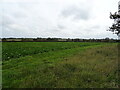 Crop field near Binham