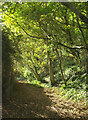 Footpath to Berry Head Farm