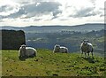 SK0565 : Three sheep above The Manifold Valley by Neil Theasby