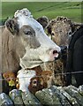 Cattle by a wall at Dove Head