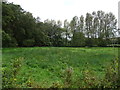 Rough pasture near the River Stiffkey