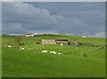 Looking across sheep pastures to Howe Green Farm