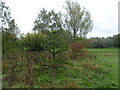 Young trees in Lorenden Park, Painters Forstal