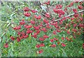 Autumn red berries, Lorenden Park, Painters Forstal