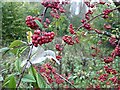 Autumn red berries, Lorenden Park, Painters Forstal