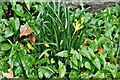 Bishopsteignton: Yellow Winter Crocus