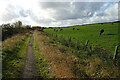 Cattle beside the Buchan and Formartine Way