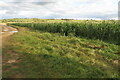 Maize by the bridleway