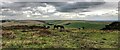 TQ1408 : Ponies - and view NE from Cissbury Ring by Ian Cunliffe