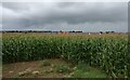 Field of maize near Hurcott Wood