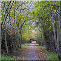 Tree lined footpath near Putwell Bridge Farm, Brentwood