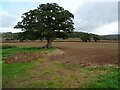 SO5078 : Oak trees in farmland by Philip Halling