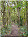 Path in Warley Gap