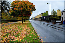 H4573 : Fallen leaves along Mountjoy Road, Omagh by Kenneth  Allen