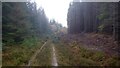 Road in Sittenham Wood