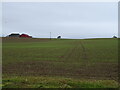 Newly planted crop field near Patience Lane Farm