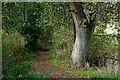 Footpath through Whitehill Wood near Kidderminster, Worcestershire