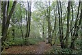 Sweet chestnut in Stockley Wood