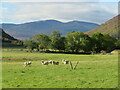 Sheep in riverside pastures