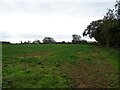 Crop field beside the B6267