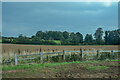 NU0244 : Ancroft : Grassy Field by Lewis Clarke