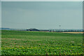 NU1231 : Belford : Crop Field by Lewis Clarke