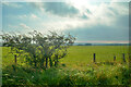 NU1129 : Belford : Grassy Field by Lewis Clarke