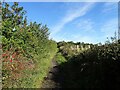 Autumn hedgerow