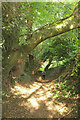 Footpath to the Lemon valley