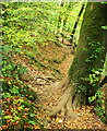 Footpath, Powsey Moor